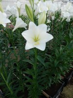 [4108 Global Arena Mak No11.JPG]